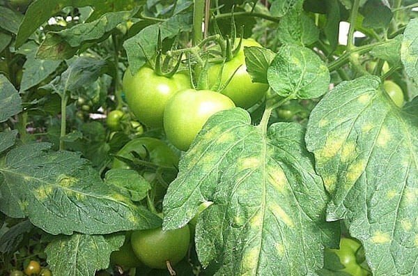 Пятна на листьях томатов