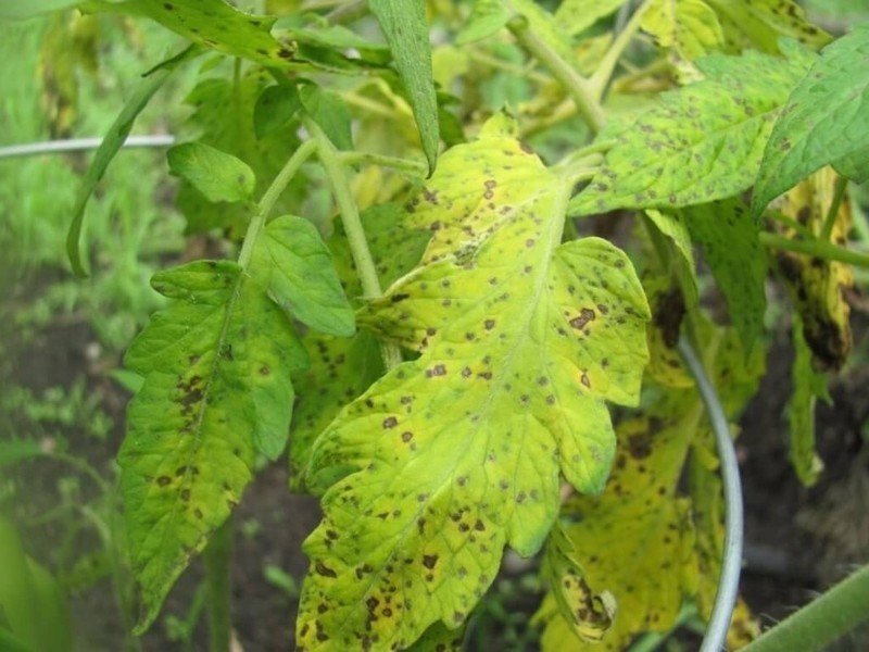 Жёлтые пятна на листьях помидор
