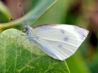 Бабочка белянка капустница