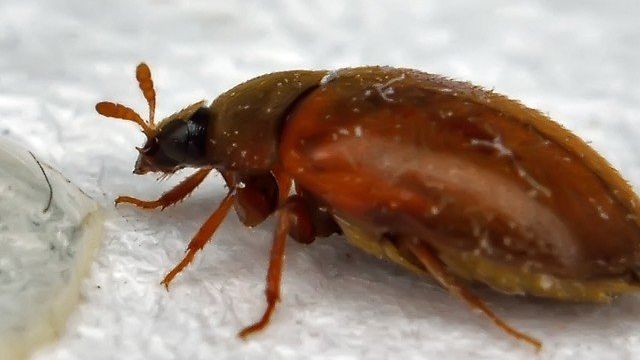 Откуда берутся кожееды в квартире: лучшие способы избавиться от насекомого