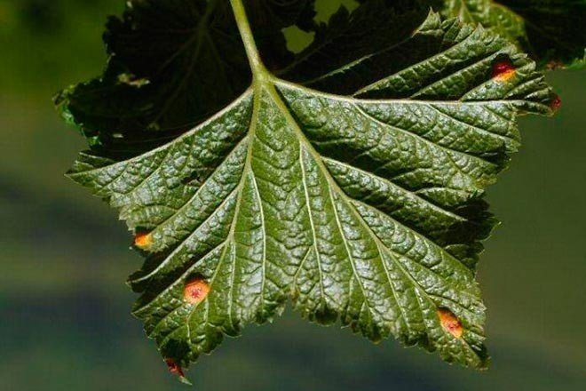 Ржавчина на листьях смородины