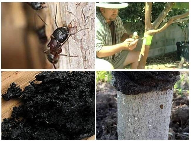 Обработка коры деревьев от муравьев