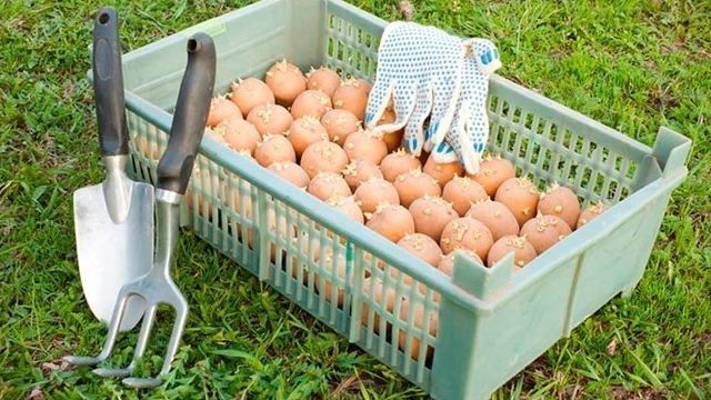 Обработка картофеля перед посадкой: медным купоросом, марганцовкой, стимулятором роста