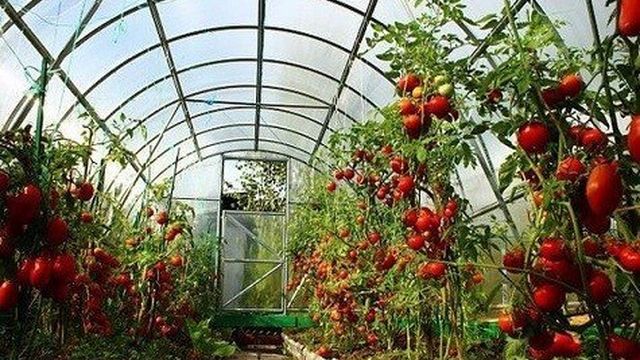 Капельный полив для помидоров в теплице