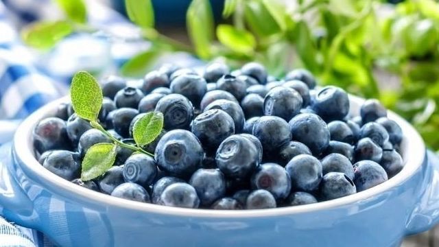 Голубика «Патриот»: характеристики ягоды и советы по выращиванию