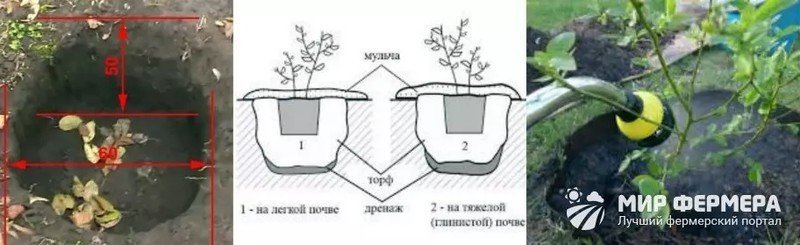 Схема посадки голубики высокорослой