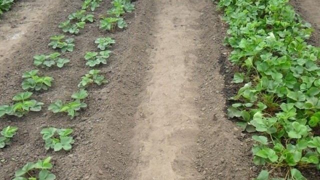 Как посадить клубнику: популярные сорта, сроки, подготовка почвы, способы и технология, правила ухода, способы повышения урожайности