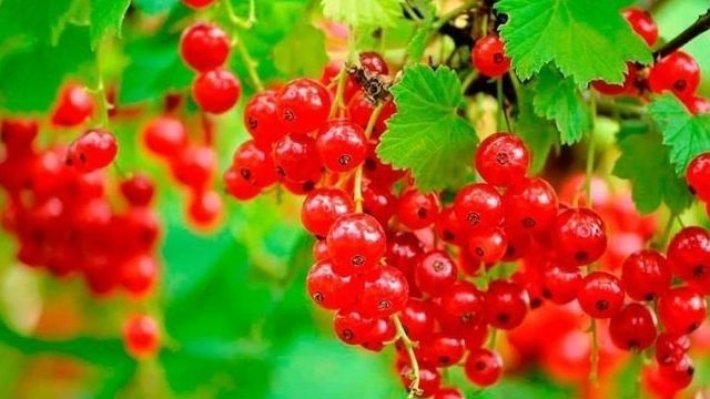 Красная смородина «Сахарная»: характеристика и агротехника