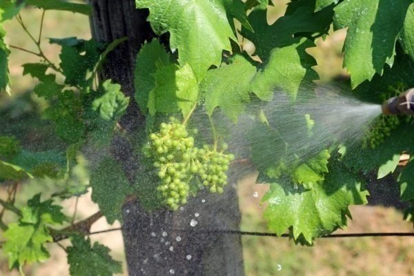 Опрыскивание винограда весной