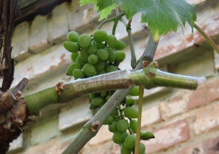 Виноградовство зеленый виноград