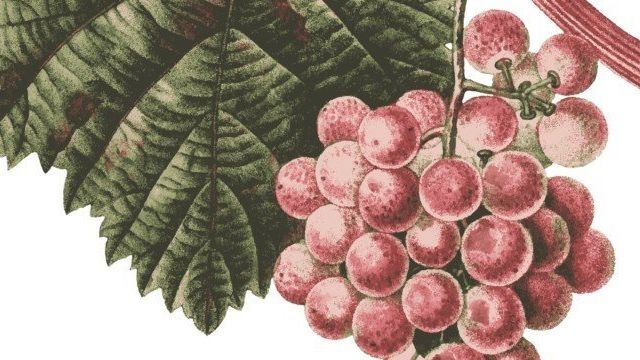 Подкормки для винограда — какие удобрения нужно вносить весной