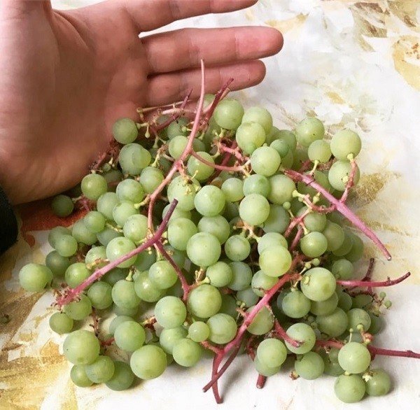 Сорт винограда московский устойчивый