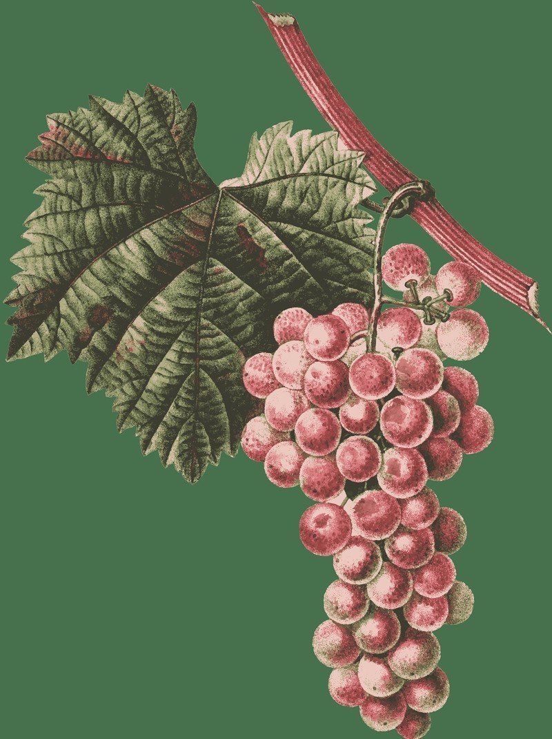 Сорт винограда зилга