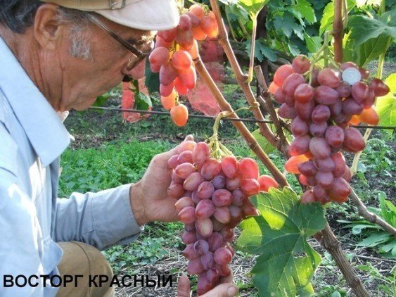 Сорт винограда восторг красный