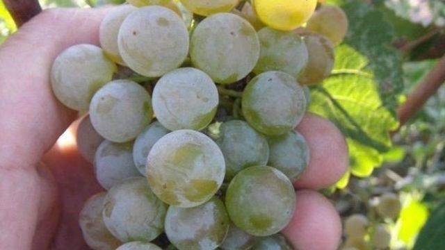 Высокоурожайный сорт винограда
