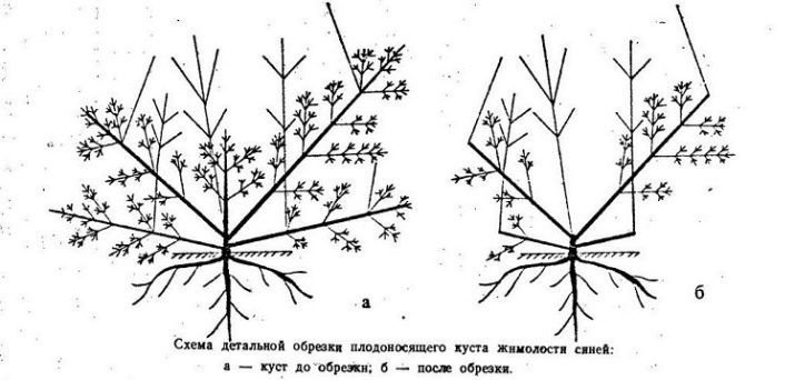 Система жизненных форм растений по раункиеру