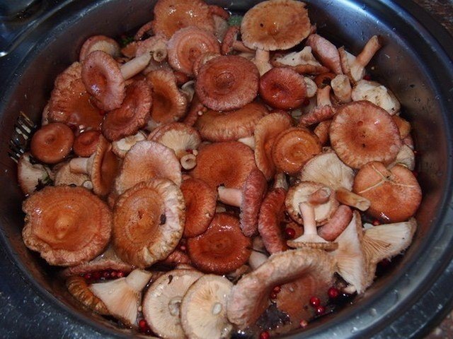 Рыжики грибы приготовление