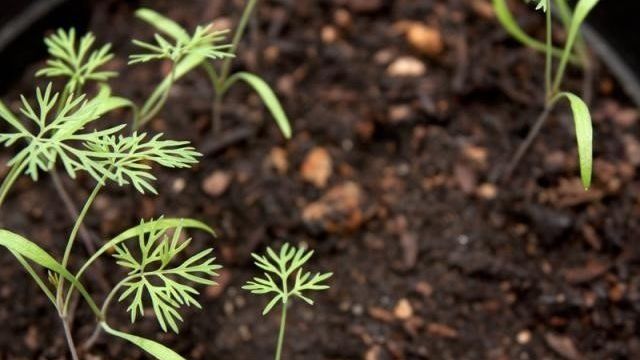 Как выращивать укроп на подоконнике в домашних условиях из семян зимой